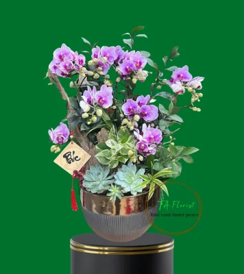 tiểu cảnh lan hồ điệp sang trọng