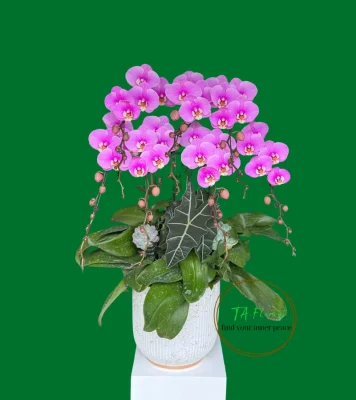 mẫu 5 cành lan hồng ana cơ bản