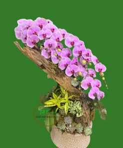 lan hồ điệp lũa dáng thác đổ