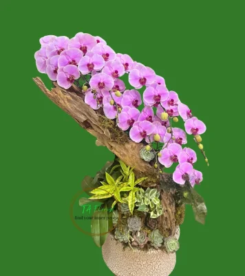 lan hồ điệp lũa dáng thác đổ