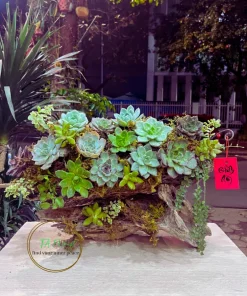 lũa sen đá để bàn