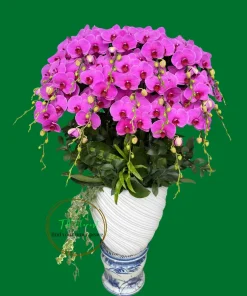 chậu lan hồ điệp hồng phát tài hoành tráng tại Hà Nội