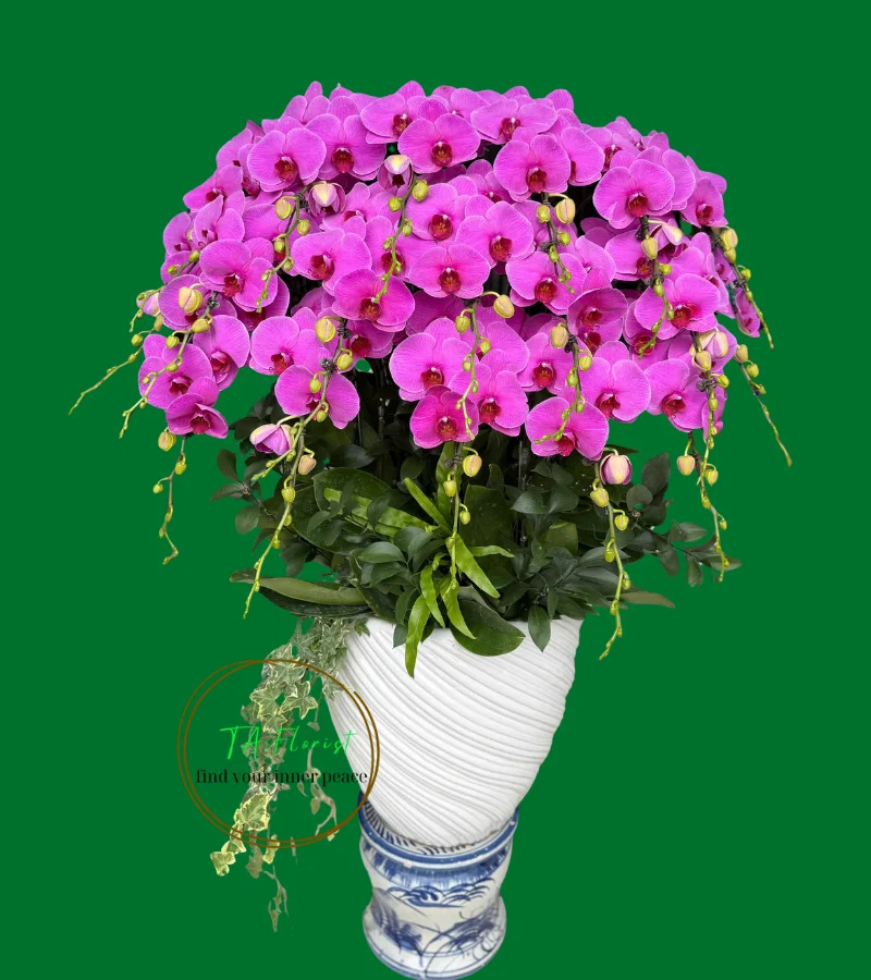 chậu lan hồ điệp hồng phát tài hoành tráng tại Hà Nội chậu lan hồ điệp hồng phát tài hoành tráng tại Hà Nội