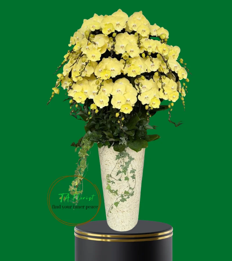 mau-1-chau-hoa-lan-vang-cao-cap-tai-ha-noi-taflorist