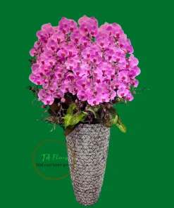 Mẫu Hồ Điệp cao 1m8 trồng chậu Hiện Đại TAF061