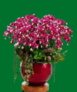 bình lan hồ điệp đỏ cao cấp