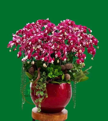 bình lan hồ điệp đỏ cao cấp