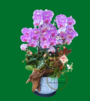 chậu lan hồ điệp tím mới trên lũa