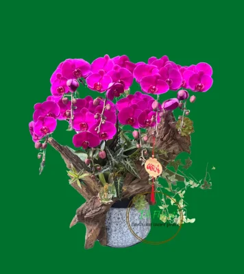 chậu lan hồ điệp đỏ ớt lũa