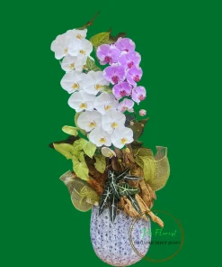 lan hồ điệp trắng mix tím lũa nghệ thuật