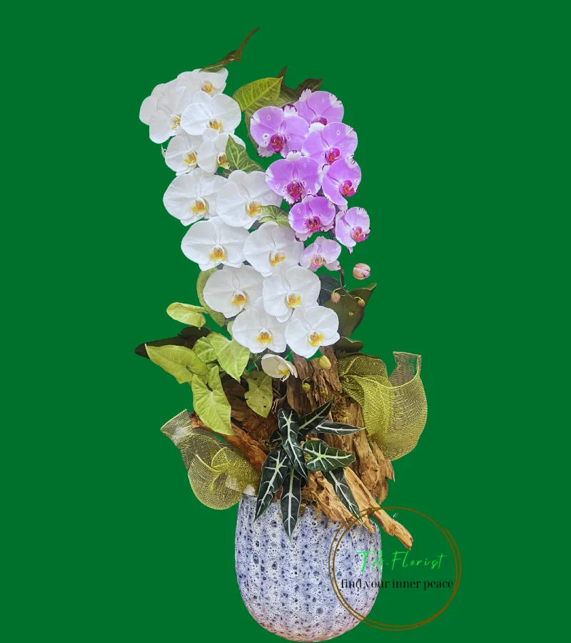 lan hồ điệp trắng mix tím lũa nghệ thuật lan hồ điệp trắng mix tím lũa nghệ thuật