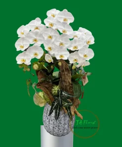 lan hồ điệp trắng lũa nghệ thuật