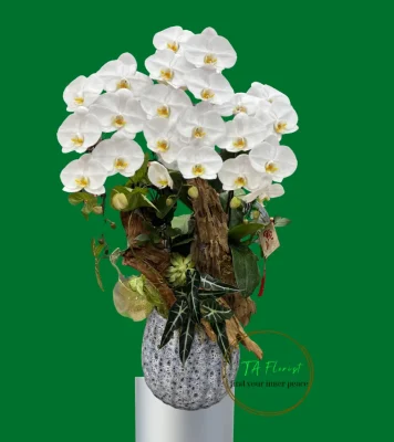 lan hồ điệp trắng lũa nghệ thuật