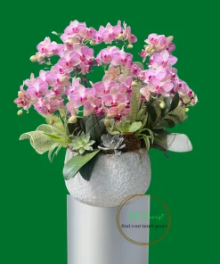 Mẫu Lan Hồ Điệp Tươi Mới có sẵn tại Hà Nội TAF100