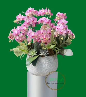 tiểu hồ điệp mix tiểu cảnh Hà Nội