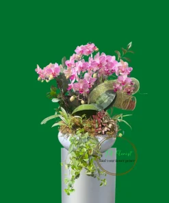 Mẫu Lan Hồ Điệp Tươi Mới có sẵn tại Hà Nội TAF101