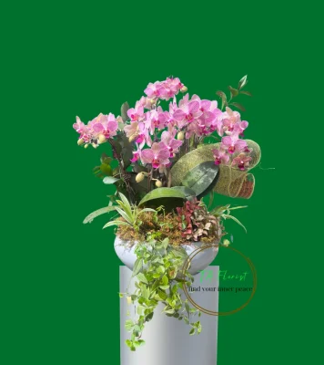 tiểu hồ điệp mix tiểu cảnh Hà Nội