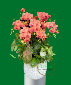 Mẫu Lan Hồ Điệp Tươi Mới có sẵn tại Hà Nội TAF102