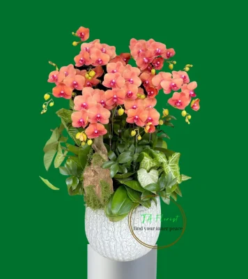 lan hồ điệp cam cá hồi 7 cành Hà Nội