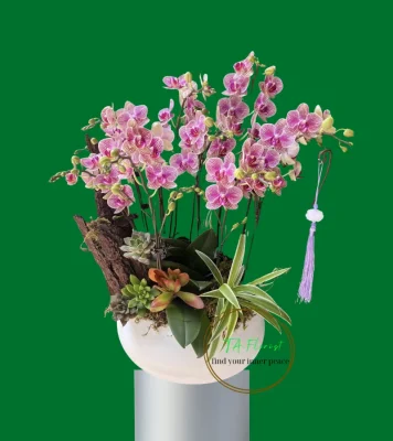 mẫu chậu lan hồ điệp mini nhỏ gọn Hà Nội