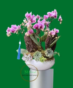 Mẫu Lan Hồ Điệp Tươi Mới có sẵn tại Hà Nội TAF104