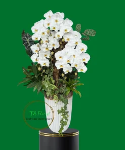 Mẫu Lan Hồ Điệp Trắng V3 ghép lũa TAF063