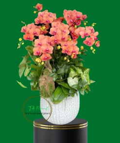 chậu lan hồ điệp cam cá hồi