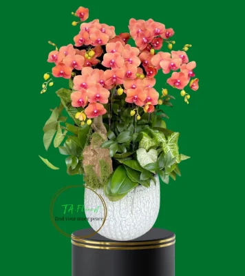 chậu lan hồ điệp cam cá hồi