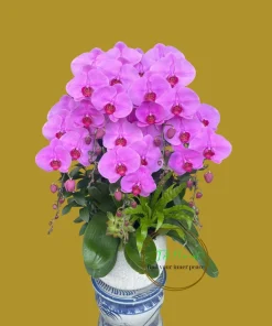 lan hồ điệp hồng chấm