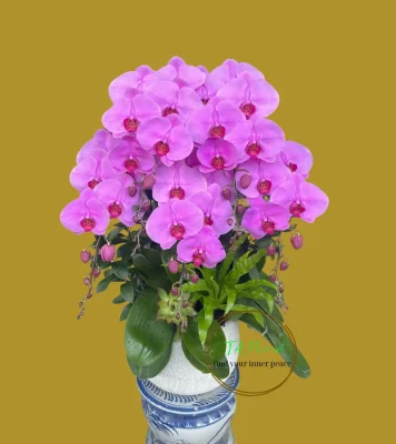 lan hồ điệp hồng chấm