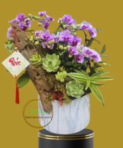Chậu Lan hồ điệp mini Tím hồng giá tốt, điện hoa hồ điệp biếu tặng