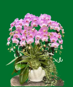 chậu lan hồ điệp hồng dáng hiện đại