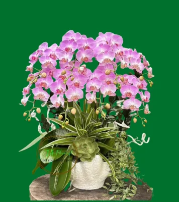 chậu lan hồ điệp hồng dáng hiện đại