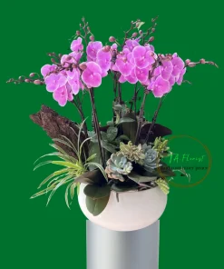 Mẫu Lan Hồ Điệp Tươi Mới có sẵn tại Hà Nội TAF105