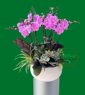 mẫu chậu lan hồ điệp mini nhỏ gọn Hà Nội