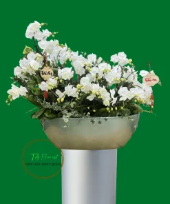 Mẫu Lan Hồ Điệp Tươi Mới có sẵn tại Hà Nội TAF106