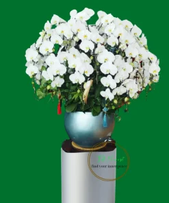 Mẫu Lan Hồ Điệp Tươi Mới có sẵn tại Hà Nội TAF107