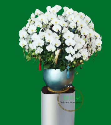 chậu lan hồ điệp trắng cao cấp