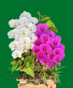 Mẫu Lan Hồ Điệp Tươi Mới có sẵn tại Hà Nội TAF108