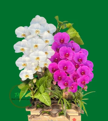 lan hồ điệp trắng tím