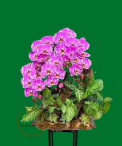 Mẫu Lan Hồ Điệp Tươi Mới có sẵn tại Hà Nội TAF109