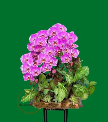 tiểu cảnh máng lan hồ điệp bản đồ kho báu