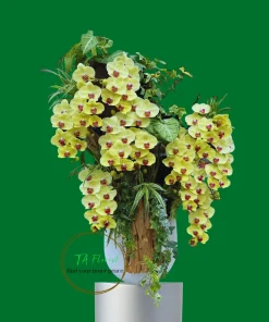 Mẫu Lan Hồ Điệp Tươi Mới có sẵn tại Hà Nội TAF110