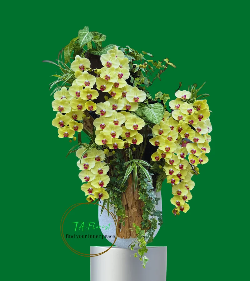 bình lan hồ điệp vàng gỗ lũa đẹp mắt bình lan hồ điệp vàng gỗ lũa đẹp mắt