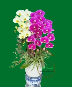 chậu lan hồ điệp 2 màu