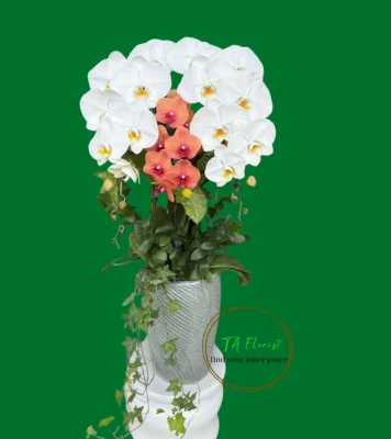 chậu lan hồ điệp mix màu