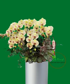 mẫu lan hồ điệp vàng tại Hà Nội, giao hàng nhanh