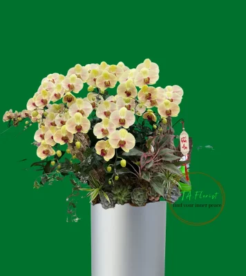 mẫu lan hồ điệp vàng tại Hà Nội, giao hàng nhanh