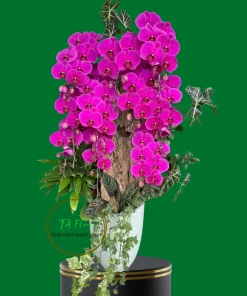 lũa lan hồ điệp màu tím cao cấp