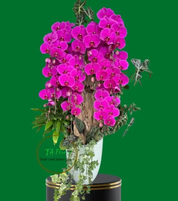 lũa lan hồ điệp màu tím cao cấp